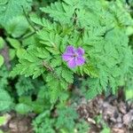 Geranium sylvaticumΛουλούδι