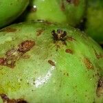 Garcinia dulcis Fruto