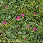 Oxalis purpurata Habitatea