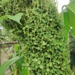 Peperomia rotundifolia Hoja