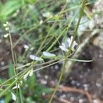 Vicia acutifolia Flower
