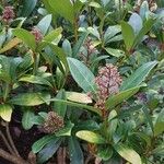 Skimmia japonicaLeaf