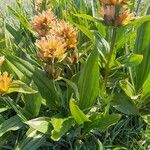 Gentiana punctata Habit