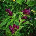 Gentiana purpurea 花