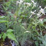 Silene graeca Hábito
