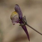 Linaria pedunculata Цветок