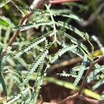 Mimosa bifurca Hoja