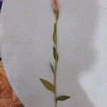 Celosia argentea Blüte
