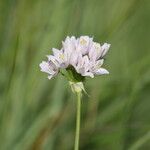 Allium roseum Virág