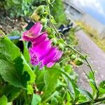 Digitalis thapsi Flower