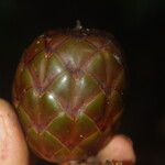Raphia textilis Fruto