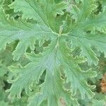 Pelargonium x asperum Leaf
