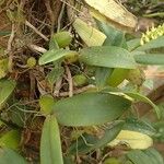 Bulbophyllum scaberulum Alkat (teljes növény)