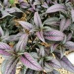 Strobilanthes auriculata Folla