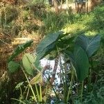 Alocasia odora Liść