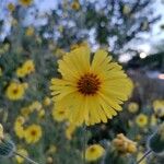 Madia elegans Flower