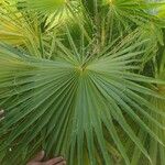 Washingtonia robusta Лист