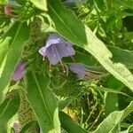 Echium vulgareFlower