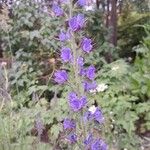 Echium vulgareFlower