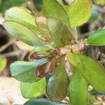 Pittosporum coccineum Fuelha