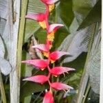 Heliconia collinsiana Λουλούδι