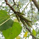 Populus deltoides Ďalší