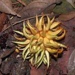 Naucleopsis naga