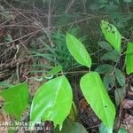 Archidendron jiringa 叶