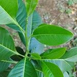 Esenbeckia leiocarpa Leaf