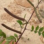 Senna occidentalis Fruit