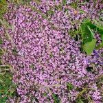 Silene acaulisFlower