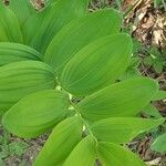 Polygonatum odoratumLeaf