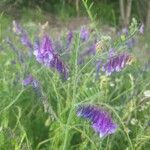 Vicia dasycarpa 花