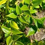 Sarcococca ruscifolia Blad