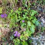 Campanula sibirica Habitus