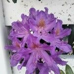 Rhododendron ponticumFlower