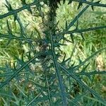 Cirsium palustre Leaf