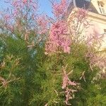Tamarix ramosissima Flor