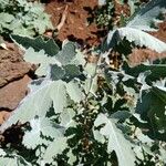 Crambe fruticosa Lapas