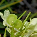 Biscutella laevigata Fruit