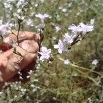 Limonium virgatumFlower