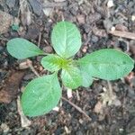 Amaranthus blitumLeaf