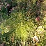 Equisetum sylvaticum Leaf