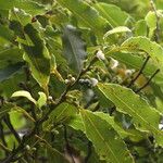 Freziera undulata Hoja