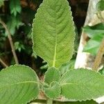 Coleus barbatus Leht