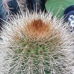 Pilosocereus chrysostele Hoja