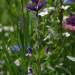 Salvia viridis Flower