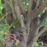 Codiaeum variegatum പുറംതൊലി