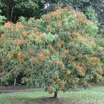 Miconia longifolia Хабит