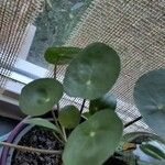 Pilea peperomioides Blad